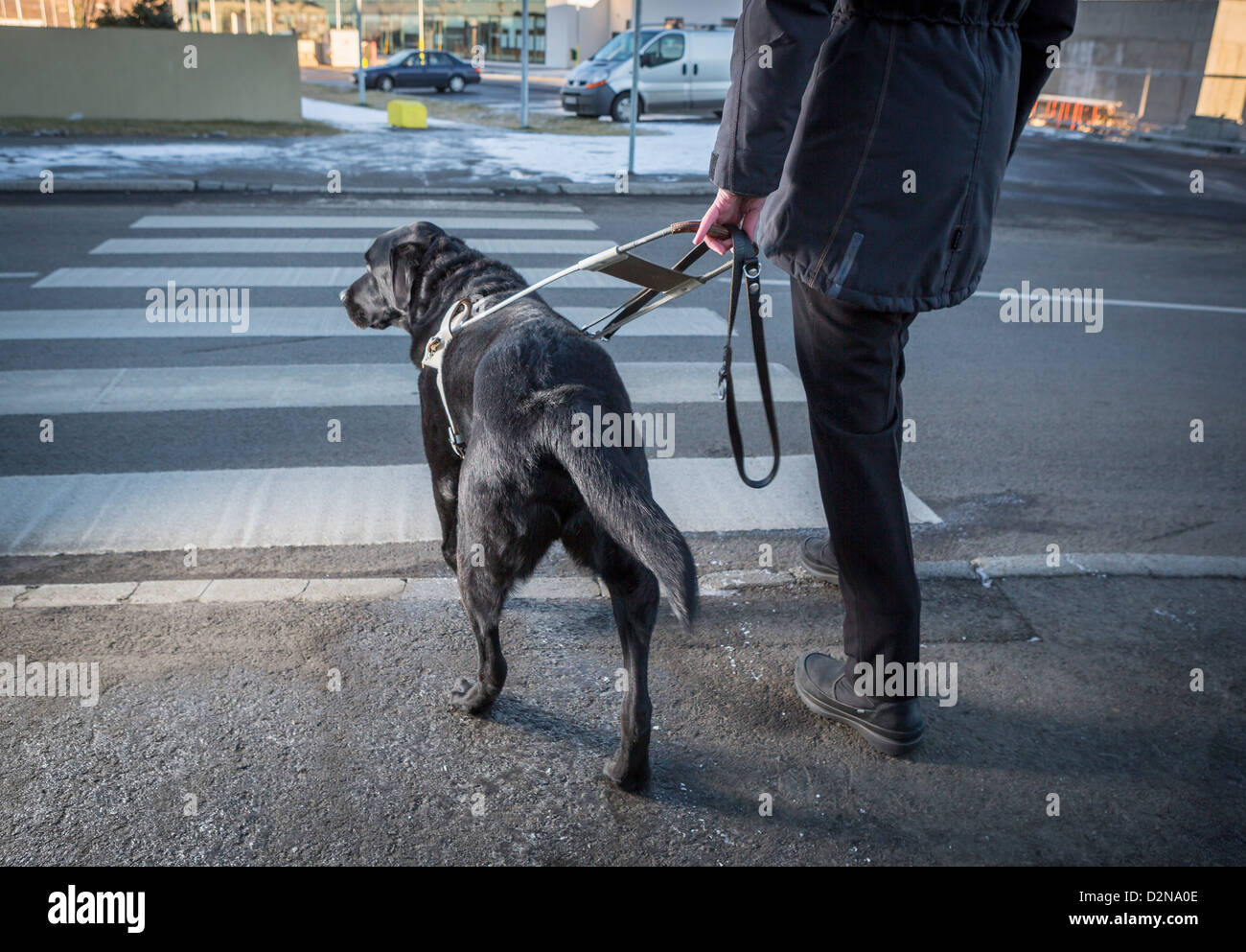 Schwarze Labrador Retriever führt eine blinde Person auf der anderen Straßenseite. Jungrüde guide Stockfoto
