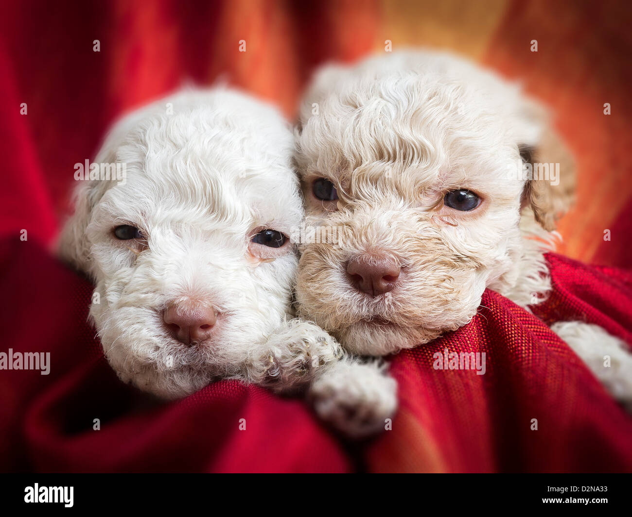 Lagotto Romagnolo Welpen Stockfoto