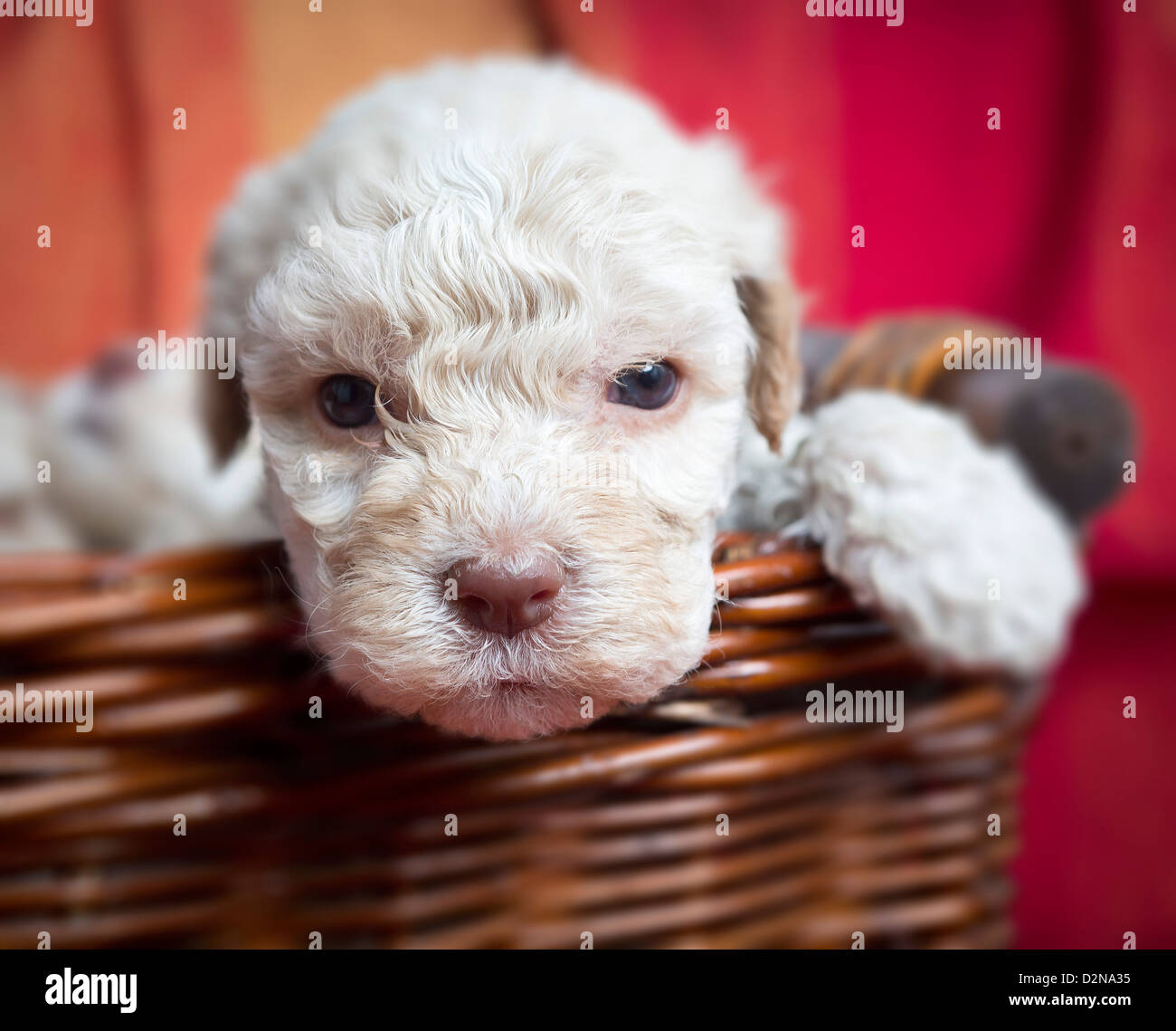 Lagotto Romagnolo Welpen im Korb. Stockfoto