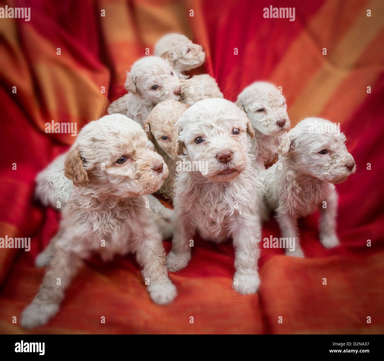 Lagotto Romagnolo Welpen. Stockfoto