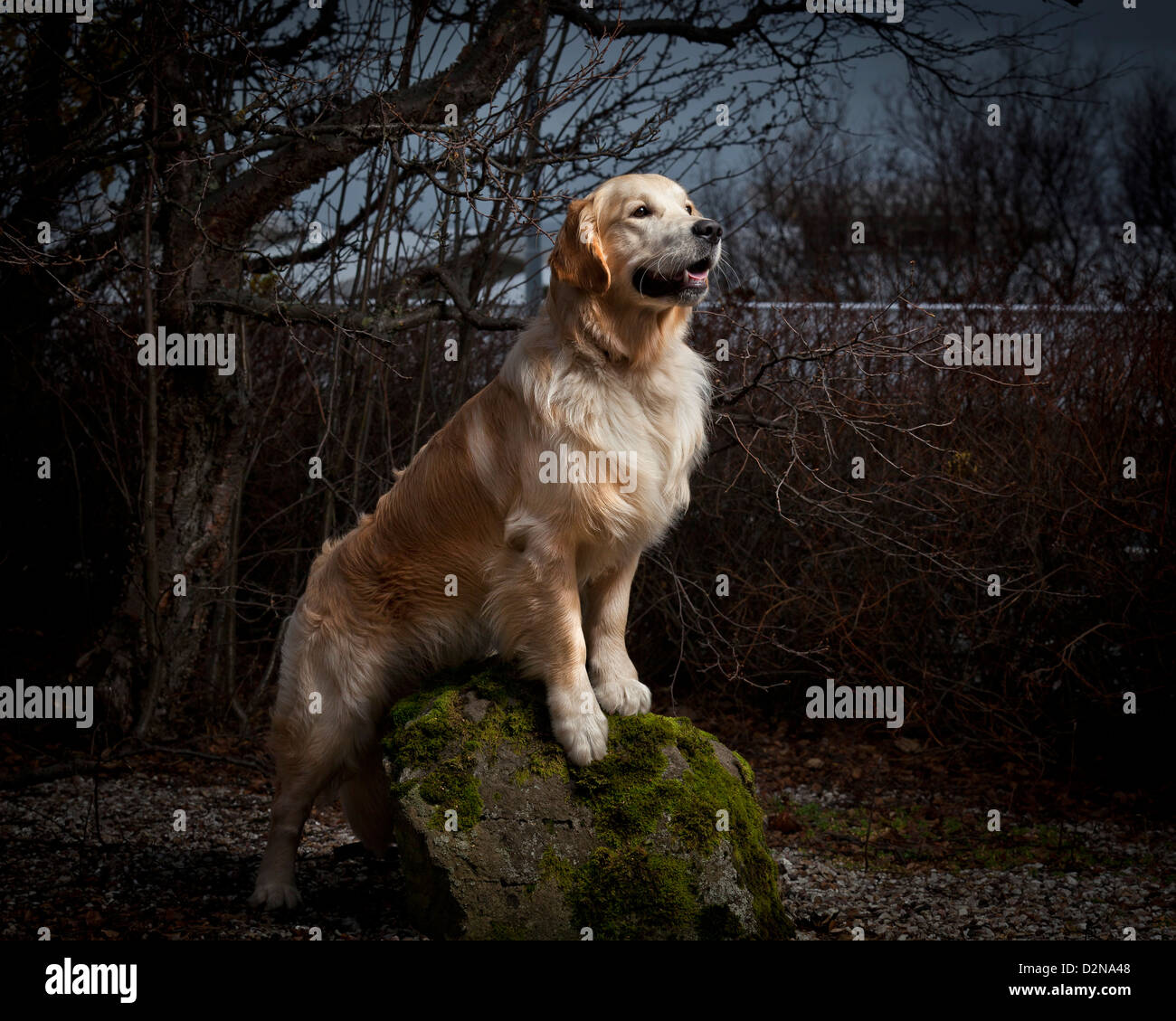 Junge Golden Retriever. Männliche Führhund für blinde Stockfoto