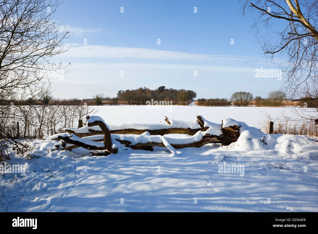 Schneebedeckte Felder und umgestürzten Bäumen in einer Winterlandschaft unter blauem Himmel Stockfoto