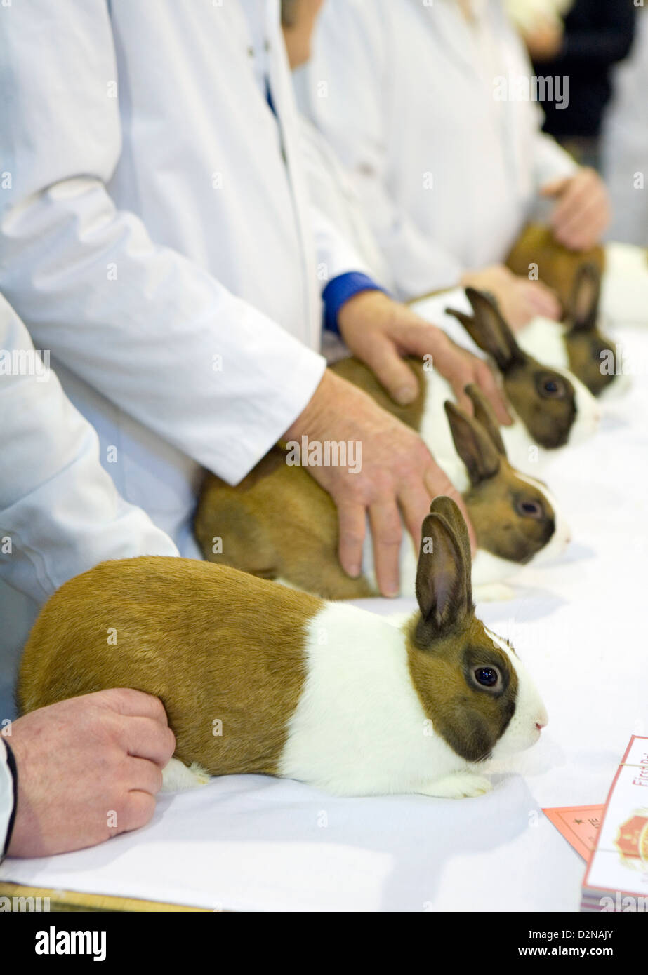 Kaninchen bei einer kleinen Haustier-show Stockfoto