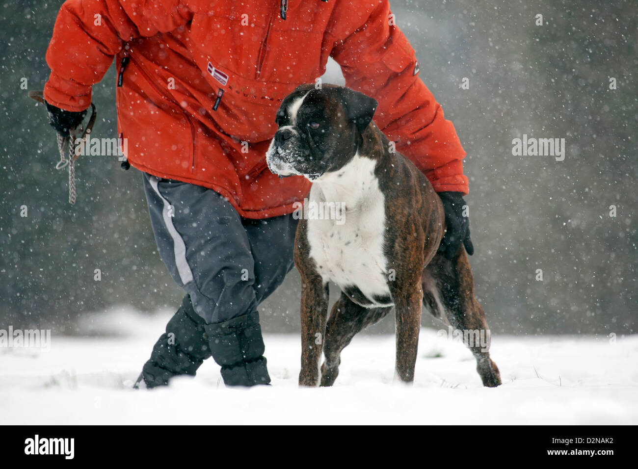Eigentümer Ausbildung Boxer Hund im Schnee im Wald bei Schneefall im winter Stockfoto