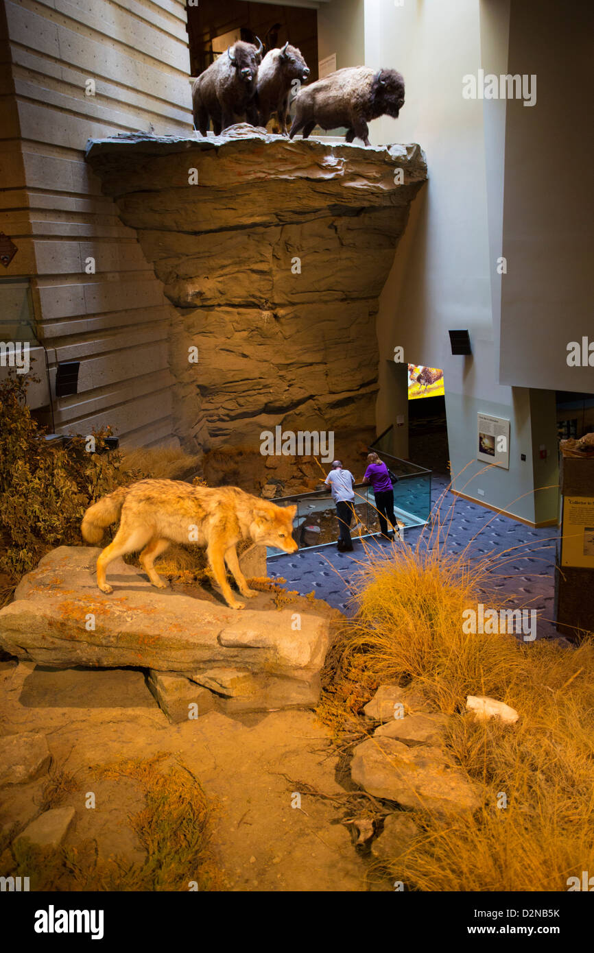 Head-Smashed-In Buffalo Jump zum UNESCO-Weltkulturerbe in der Nähe von Fort Macleod in Alberta, Kanada Stockfoto