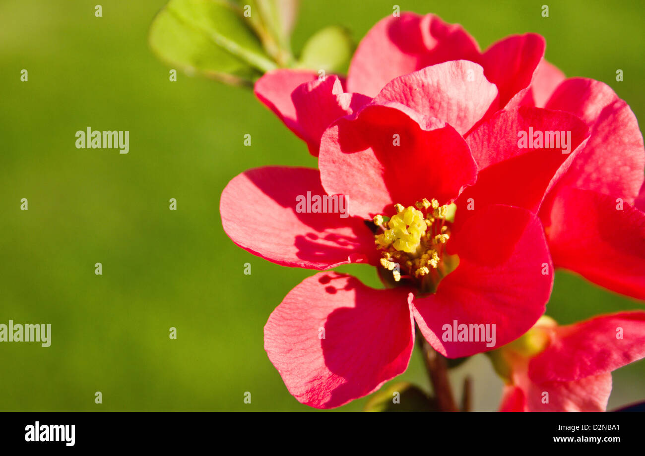 Blühende Quitte (Chaenomeles Superba) Stockfoto