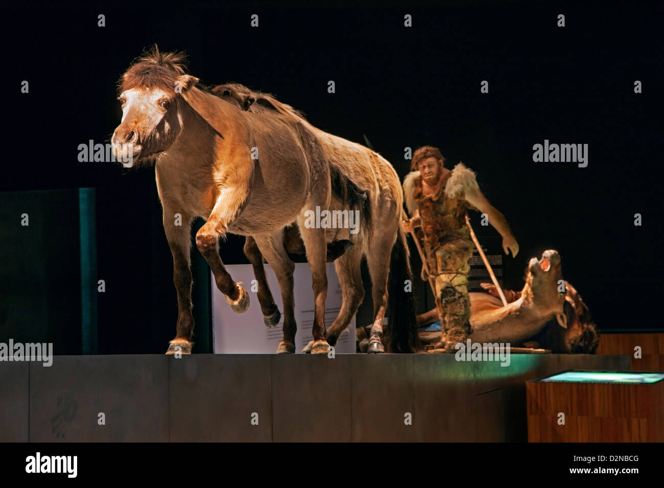 Display zeigt prähistorische Jäger töten Pferd mit Speer im Gallo-römische Museum in Tongeren, Belgien Stockfoto