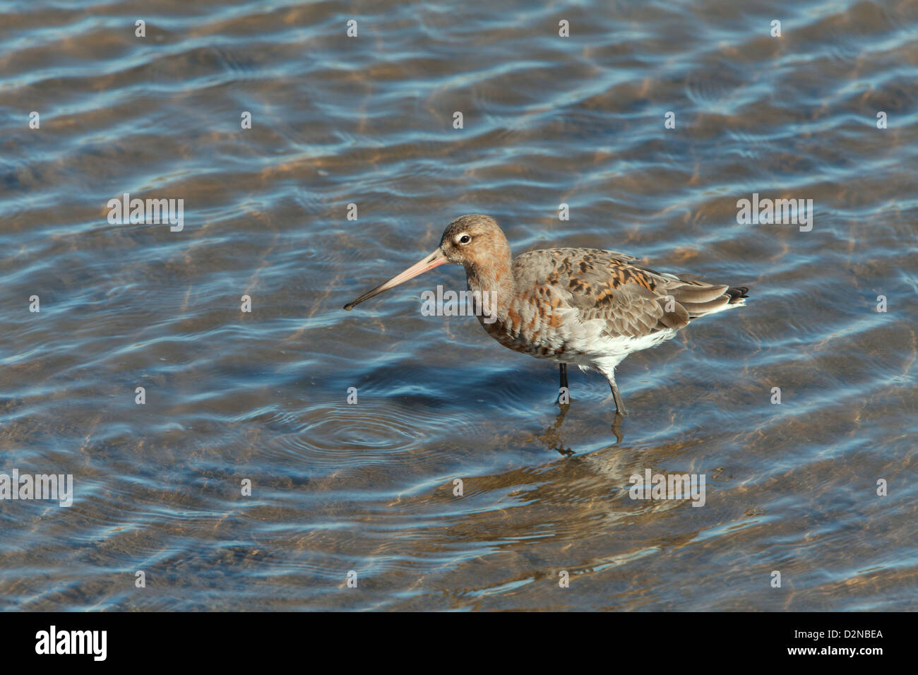 Schwarz-angebundene Limosa Uferschnepfe Limousinen im flachen Wasser stehend Stockfoto