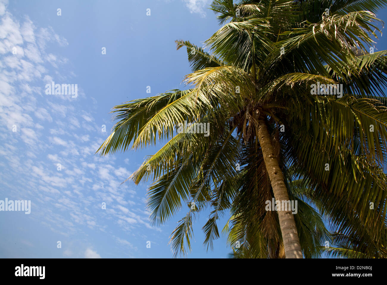 Eine Kokospalme gegen blauen Himmel am Haad Sohn Beach, Koh Phangan, Thailand Stockfoto