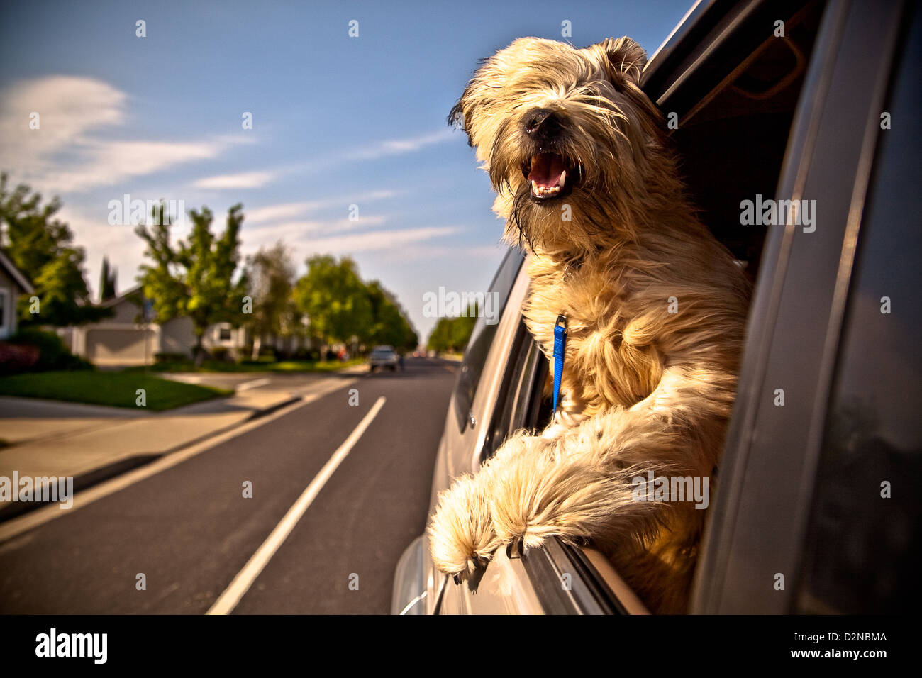 Ein Hund, ein schöner sonniger Tag ihren Kopf aus einem Autofenster hängen. Stockfoto