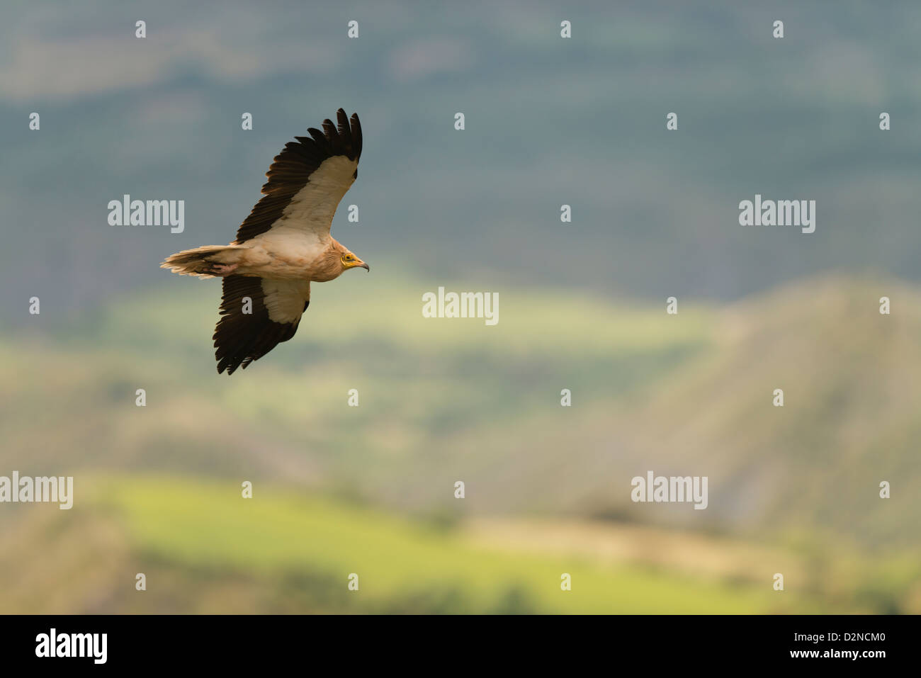 Einzelne Schmutzgeier (Neophron Percnopterus) im Flug auf der Suche nach Aas, Spanien Stockfoto