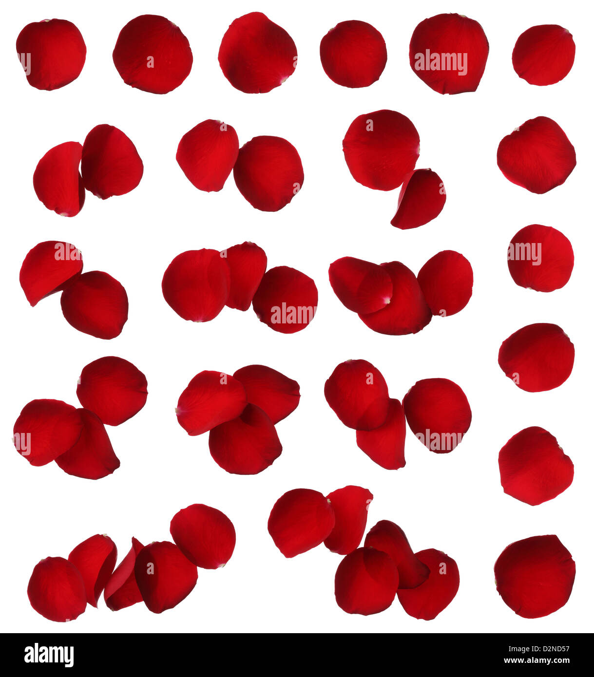 Rote Rosenblüten Sammlung isoliert auf weißem Hintergrund Stockfoto