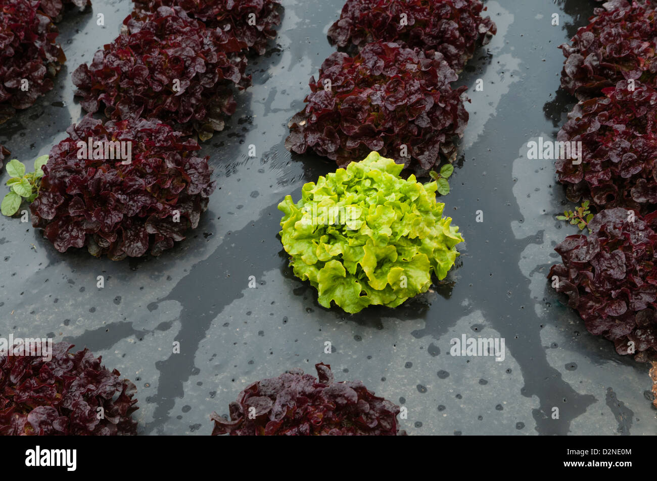 Landwirtschaftlichen Bereich zuschneiden verschiedener Blattsalate, Spanien Stockfoto