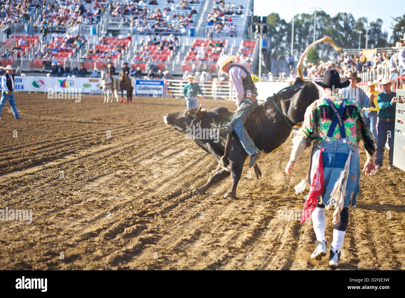 Bullenreiter auf einem Stier im Salinas Rodeo, Kalifornien Stockfoto