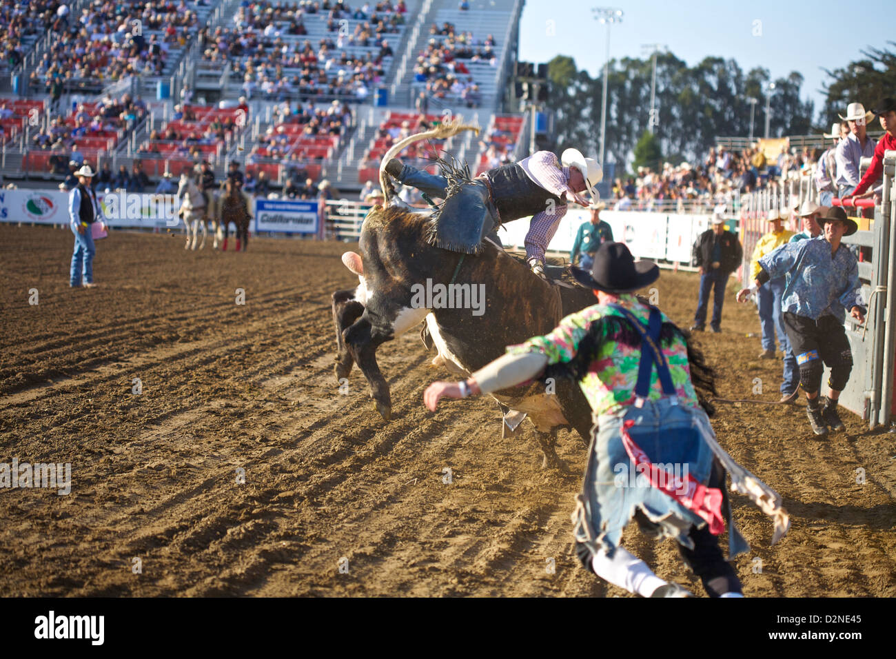 Bullenreiter auf einem Stier im Salinas Rodeo, Kalifornien Stockfoto
