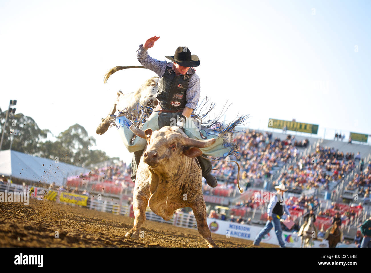 Bullenreiter auf einem Stier im Salinas Rodeo, Kalifornien Stockfoto