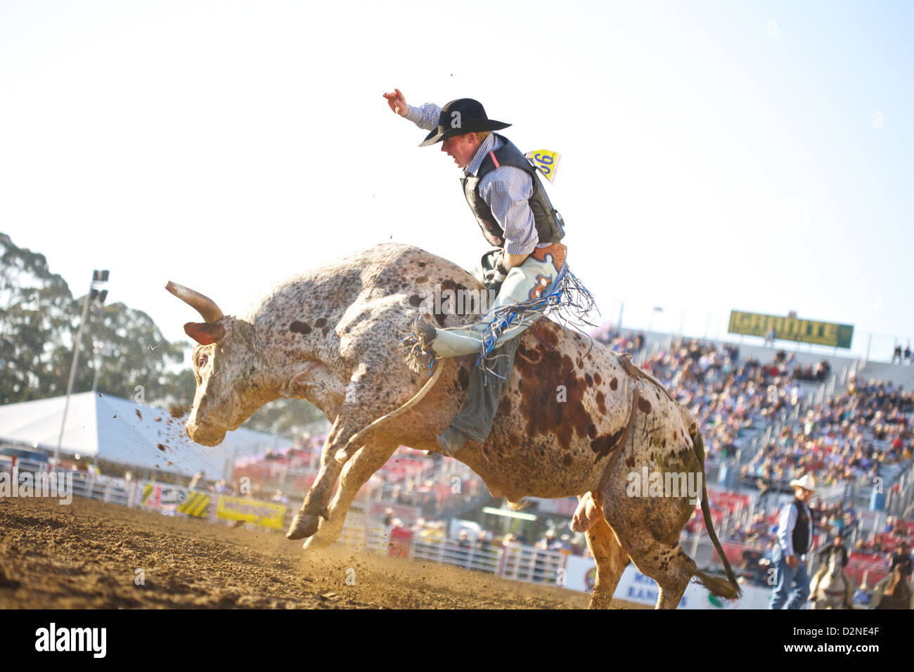 Bullenreiter auf einem Stier im Salinas Rodeo, Kalifornien Stockfoto