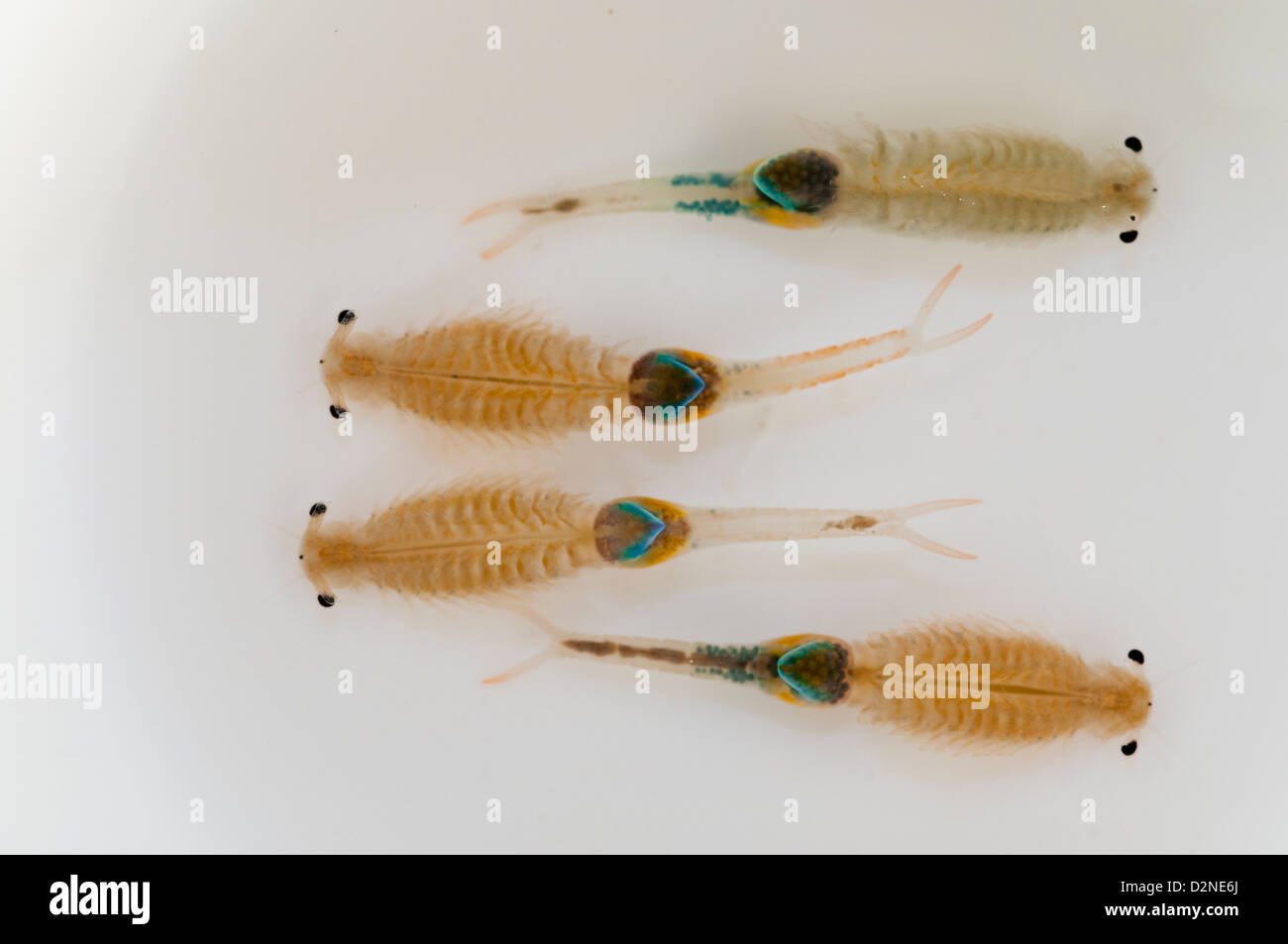 Branchipus Schaefferi ist ein Krustentier erscheint in europäischen Wiesen claywater Stockfoto