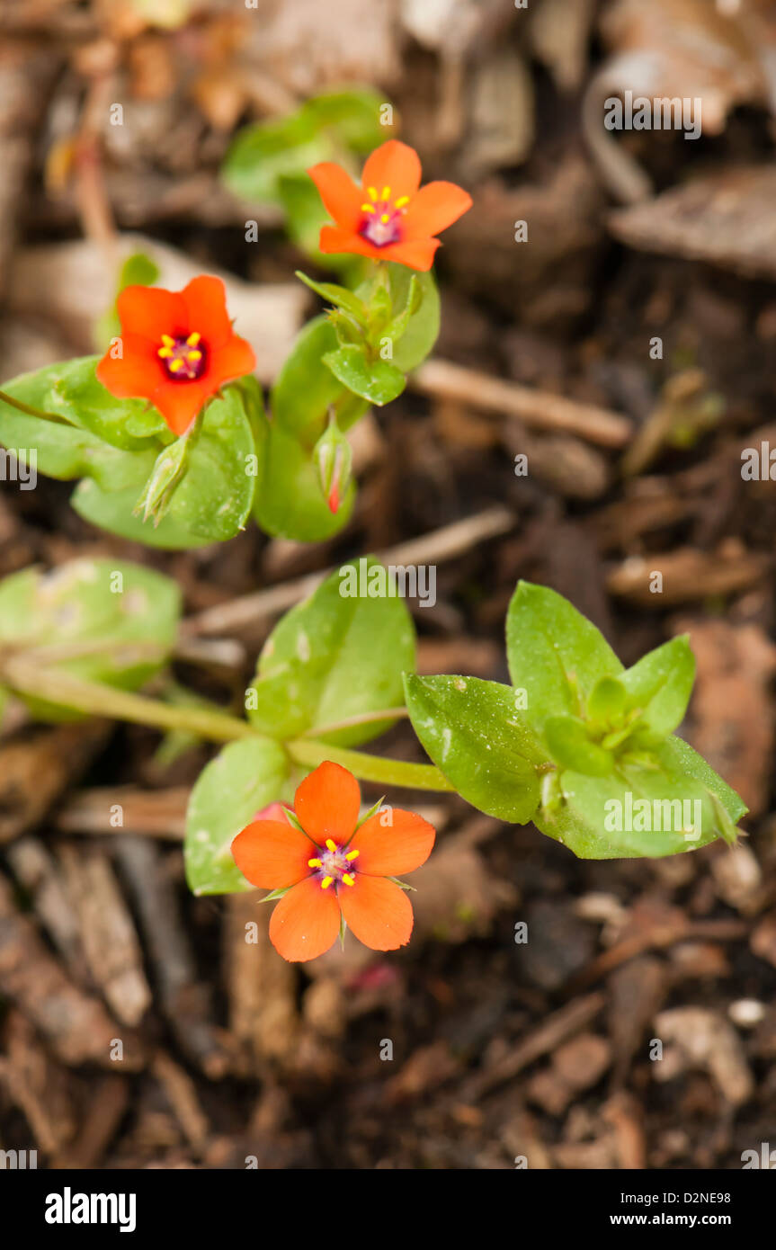 Scarlet Pimpernel Blumen (Anagallis Arvensis), Spanien Stockfoto