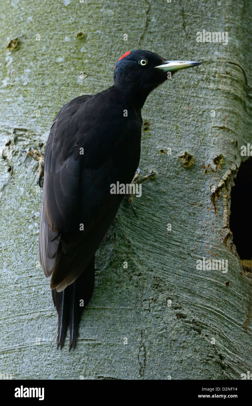 Schwarzspecht, Weibchen - Schwarzspecht, weibliche • Baden-Württemberg, Deutschland Stockfoto