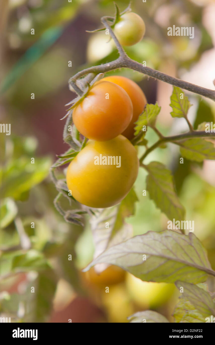 TOMATEN AM REBSTOCK Stockfoto