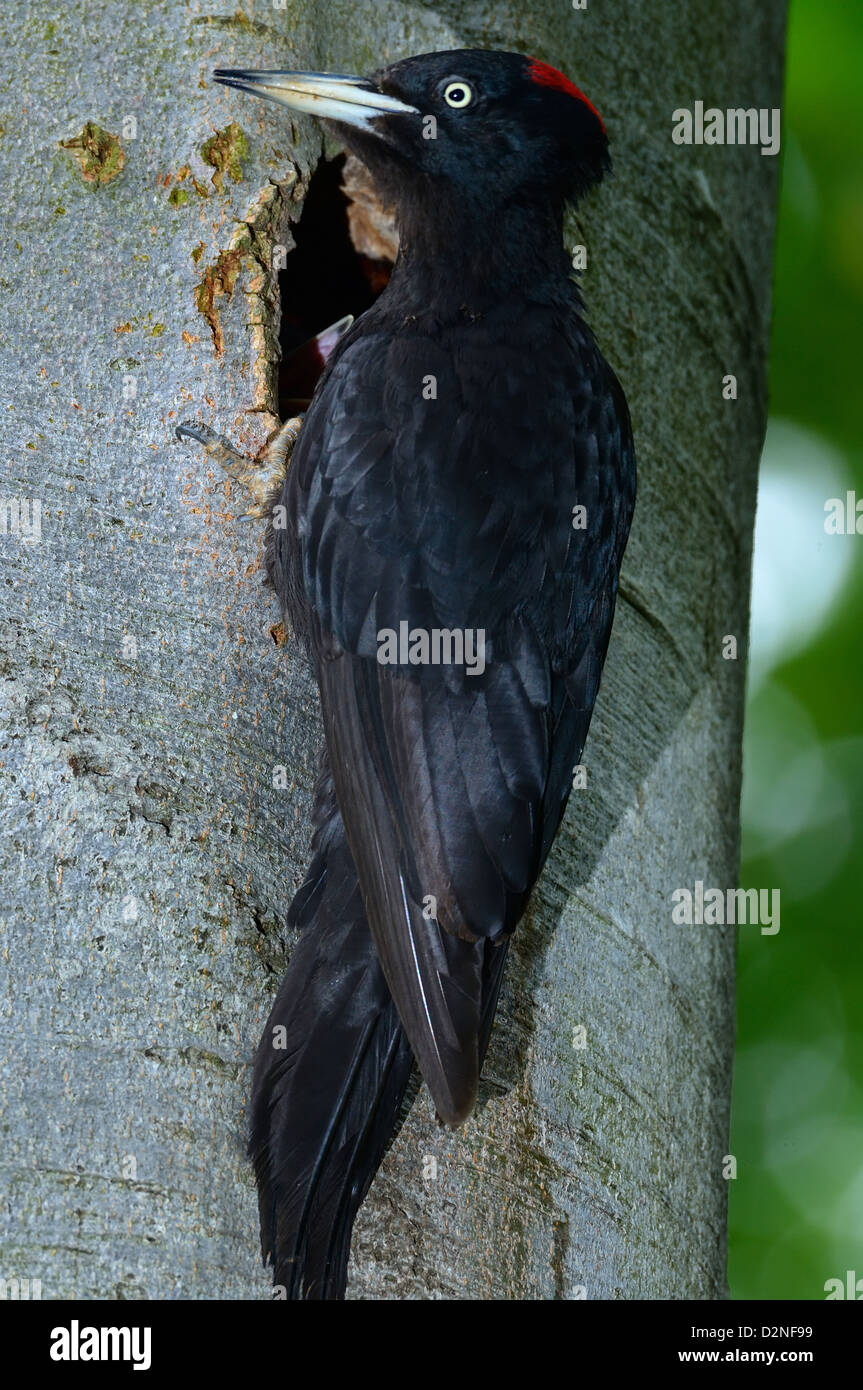 Schwarzspecht, Weibchen Schwarzspecht, weibliche • BadenWürttemberg