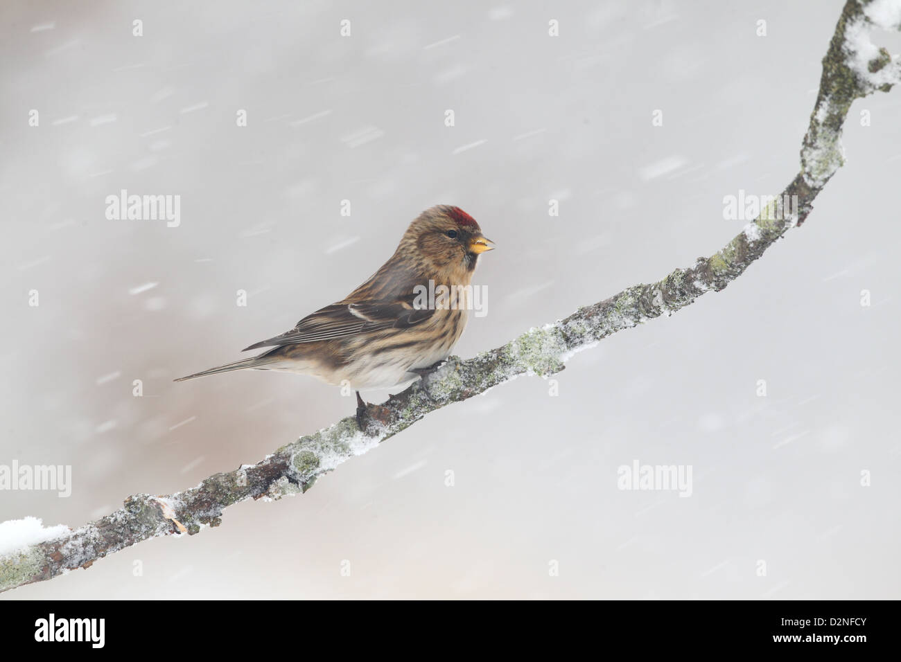 Geringerem Redpoll, Zuchtjahr Kabarett, einziger Vogel auf Zweig im Schnee, Warwickshire, Januar 2013 Stockfoto