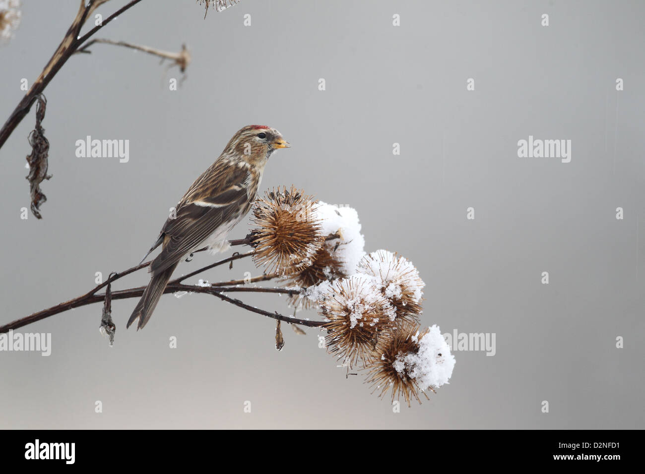 Geringerem Redpoll, Zuchtjahr Kabarett, einziger Vogel auf Klette im Schnee, Warwickshire, Januar 2013 Stockfoto