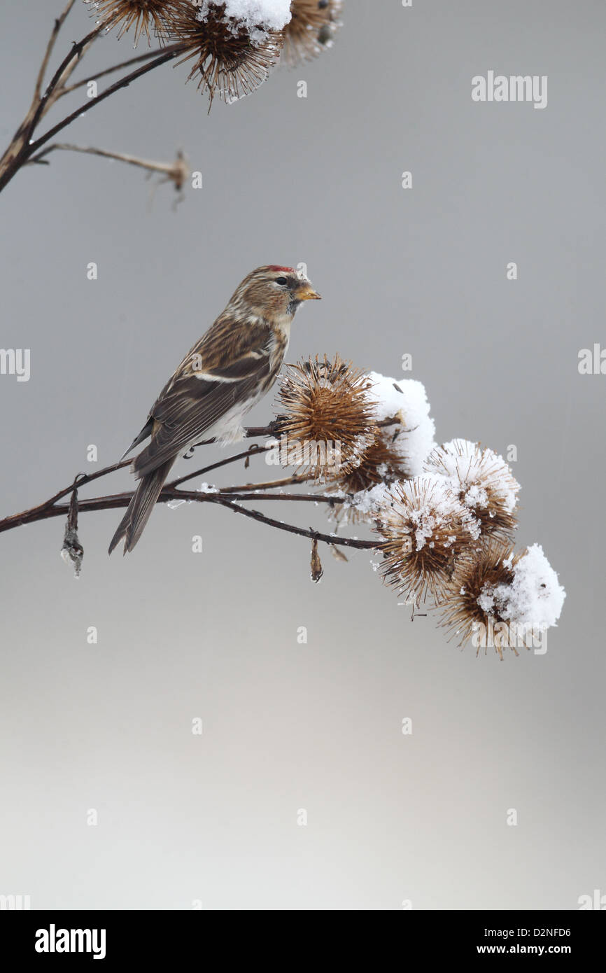Geringerem Redpoll, Zuchtjahr Kabarett, einziger Vogel auf Klette im Schnee, Warwickshire, Januar 2013 Stockfoto