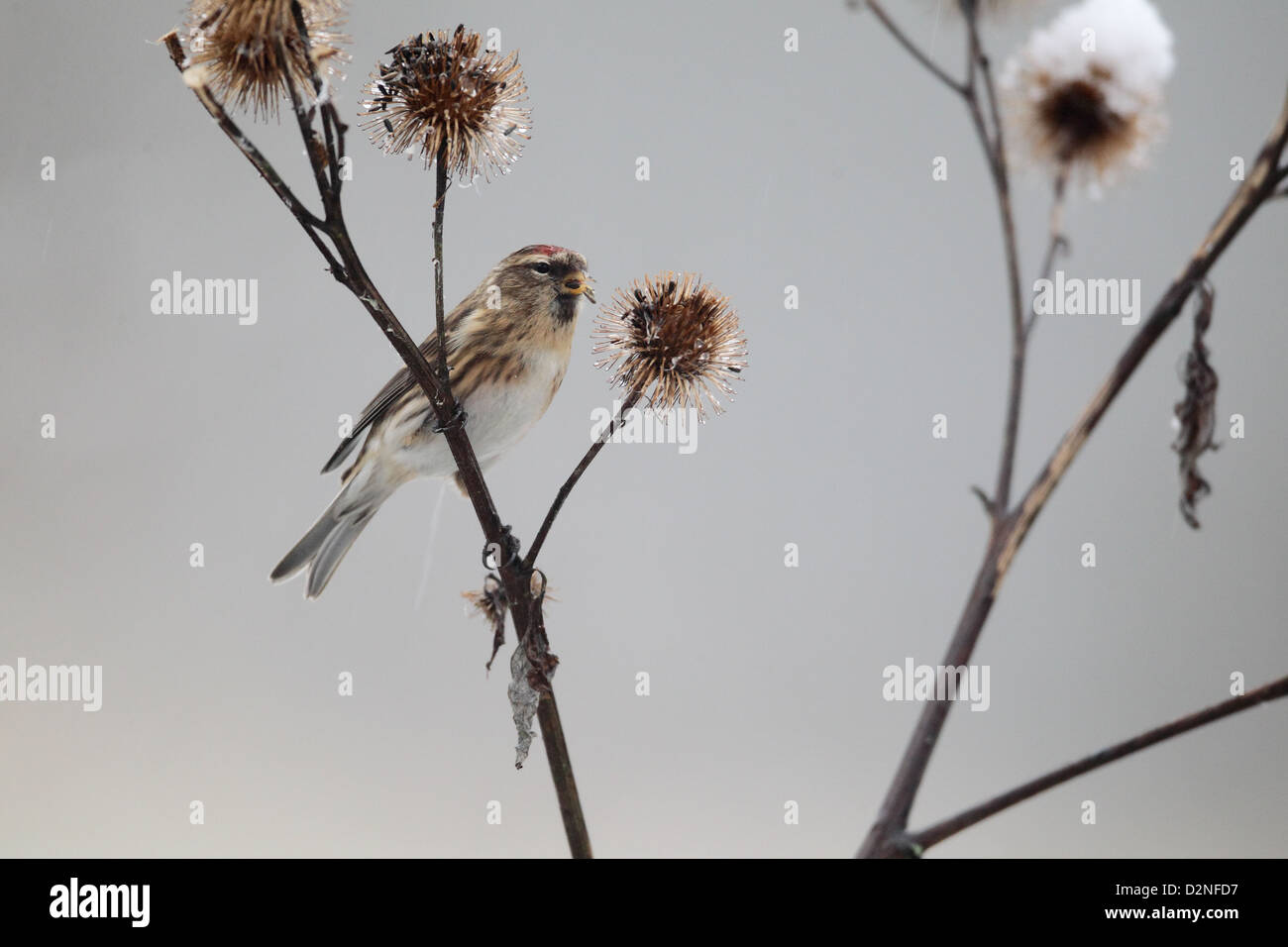 Geringerem Redpoll, Zuchtjahr Kabarett, einziger Vogel auf Klette im Schnee, Warwickshire, Januar 2013 Stockfoto