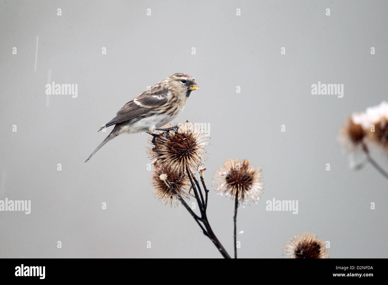Geringerem Redpoll, Zuchtjahr Kabarett, einziger Vogel auf Klette im Schnee, Warwickshire, Januar 2013 Stockfoto