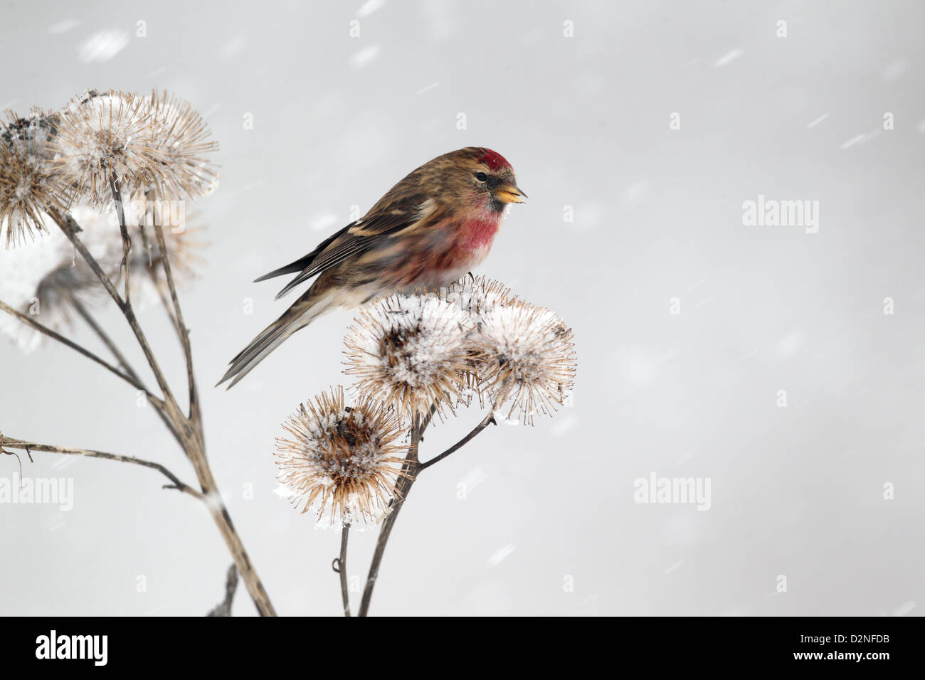 Geringerem Redpoll, Zuchtjahr Kabarett, einziger Vogel auf Klette im Schnee, Warwickshire, Januar 2013 Stockfoto