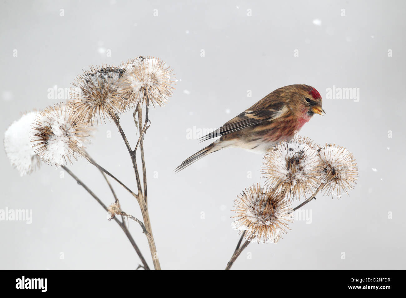 Geringerem Redpoll, Zuchtjahr Kabarett, einziger Vogel auf Klette im Schnee, Warwickshire, Januar 2013 Stockfoto