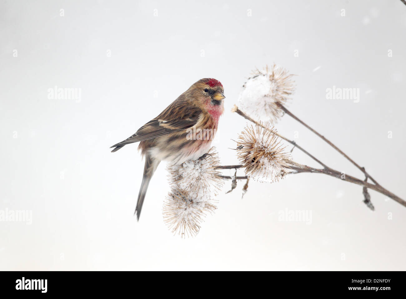 Geringerem Redpoll, Zuchtjahr Kabarett, einziger Vogel auf Klette im Schnee, Warwickshire, Januar 2013 Stockfoto
