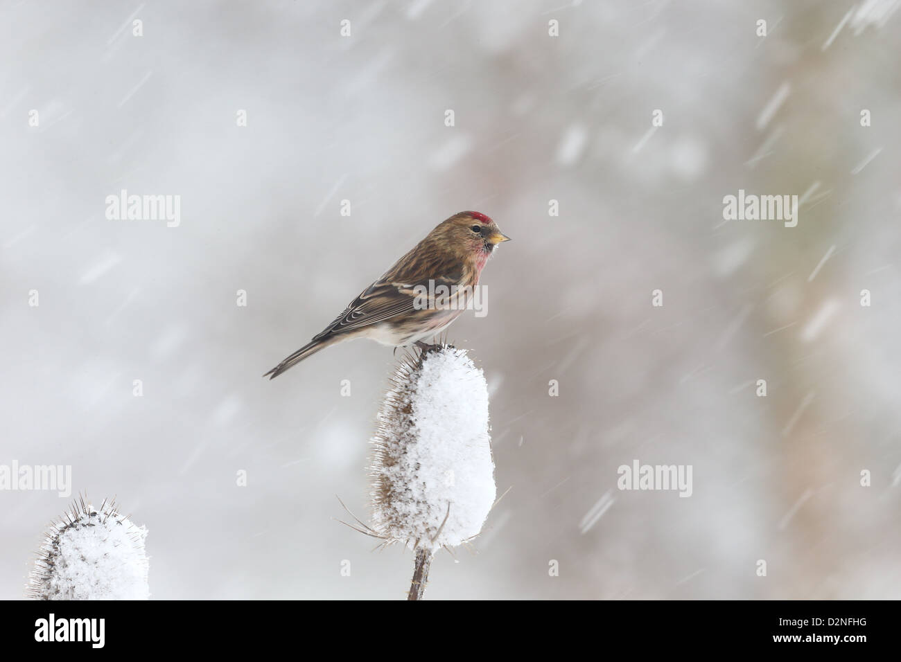 Geringerem Redpoll, Zuchtjahr Kabarett, einziger Vogel auf Karde im Schnee, Warwickshire, Januar 2013 Stockfoto