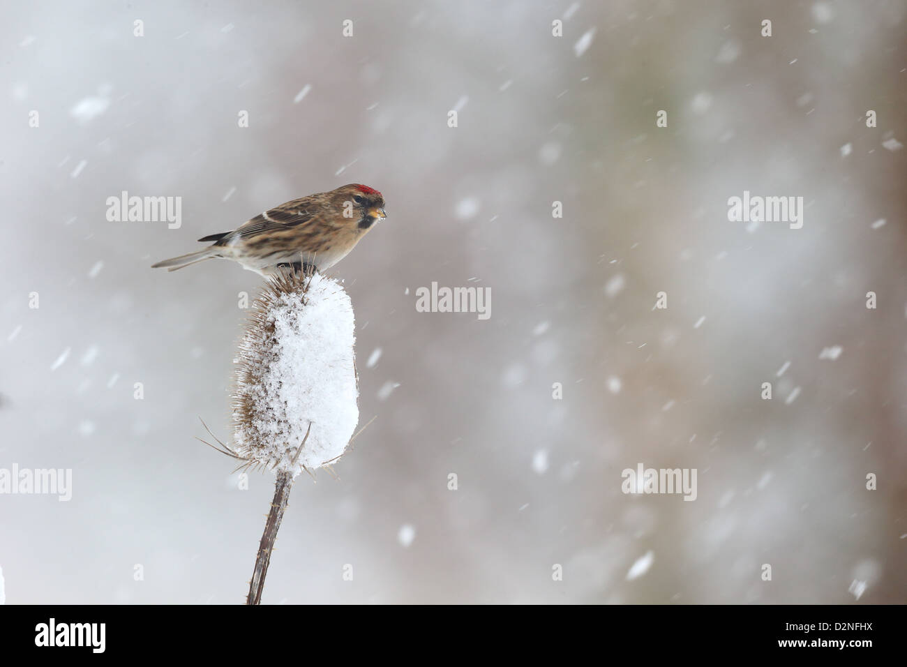 Geringerem Redpoll, Zuchtjahr Kabarett, einziger Vogel auf Karde im Schnee, Warwickshire, Januar 2013 Stockfoto