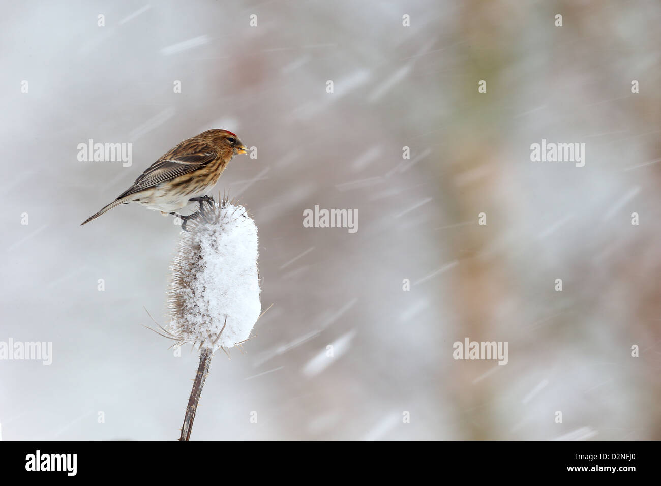 Geringerem Redpoll, Zuchtjahr Kabarett, einziger Vogel auf Karde im Schnee, Warwickshire, Januar 2013 Stockfoto