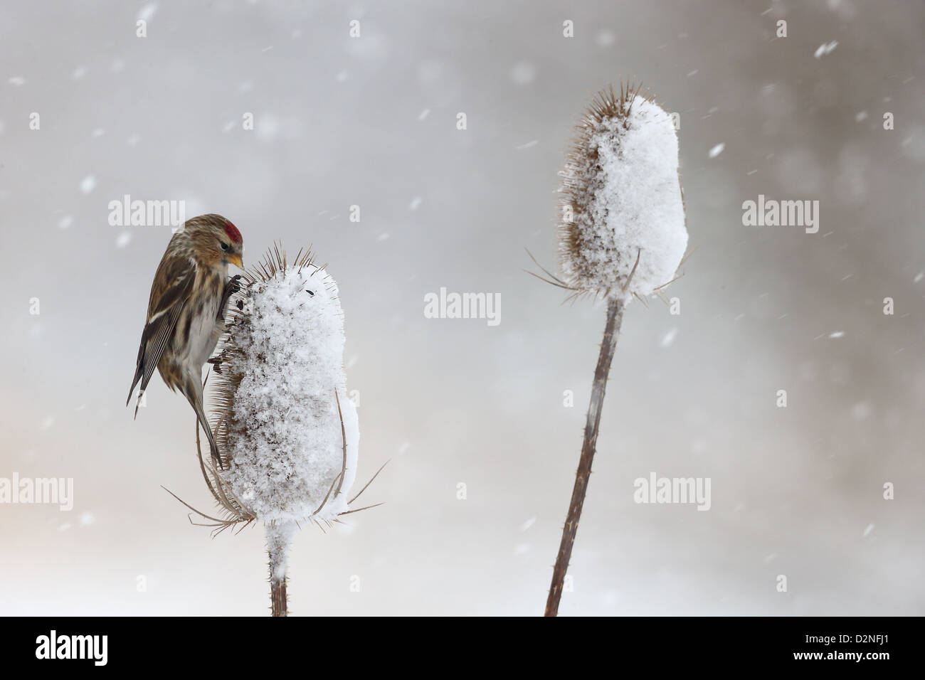 Geringerem Redpoll, Zuchtjahr Kabarett, einziger Vogel auf Karde im Schnee, Warwickshire, Januar 2013 Stockfoto