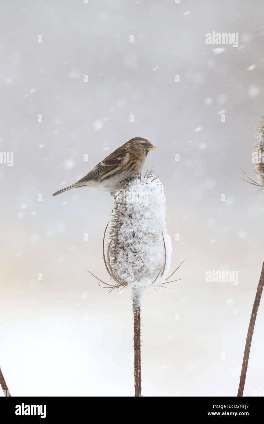 Geringerem Redpoll, Zuchtjahr Kabarett, einziger Vogel auf Karde im Schnee, Warwickshire, Januar 2013 Stockfoto