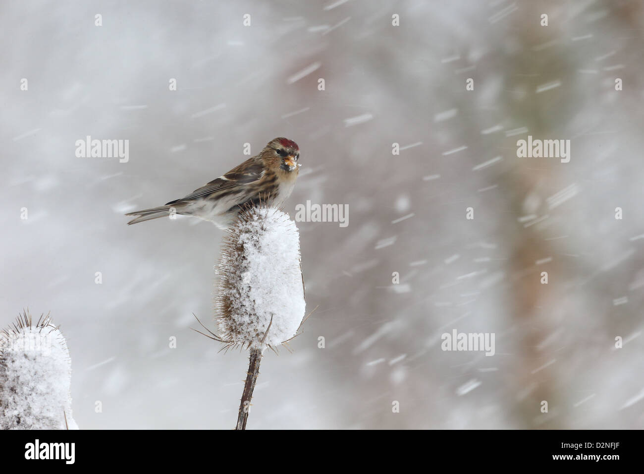 Geringerem Redpoll, Zuchtjahr Kabarett, einziger Vogel auf Karde im Schnee, Warwickshire, Januar 2013 Stockfoto