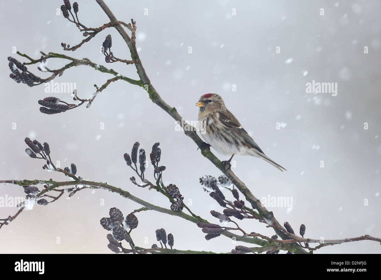 Geringerem Redpoll, Zuchtjahr Kabarett, einziger Vogel auf Erle im Schnee, Warwickshire, Januar 2013 Stockfoto