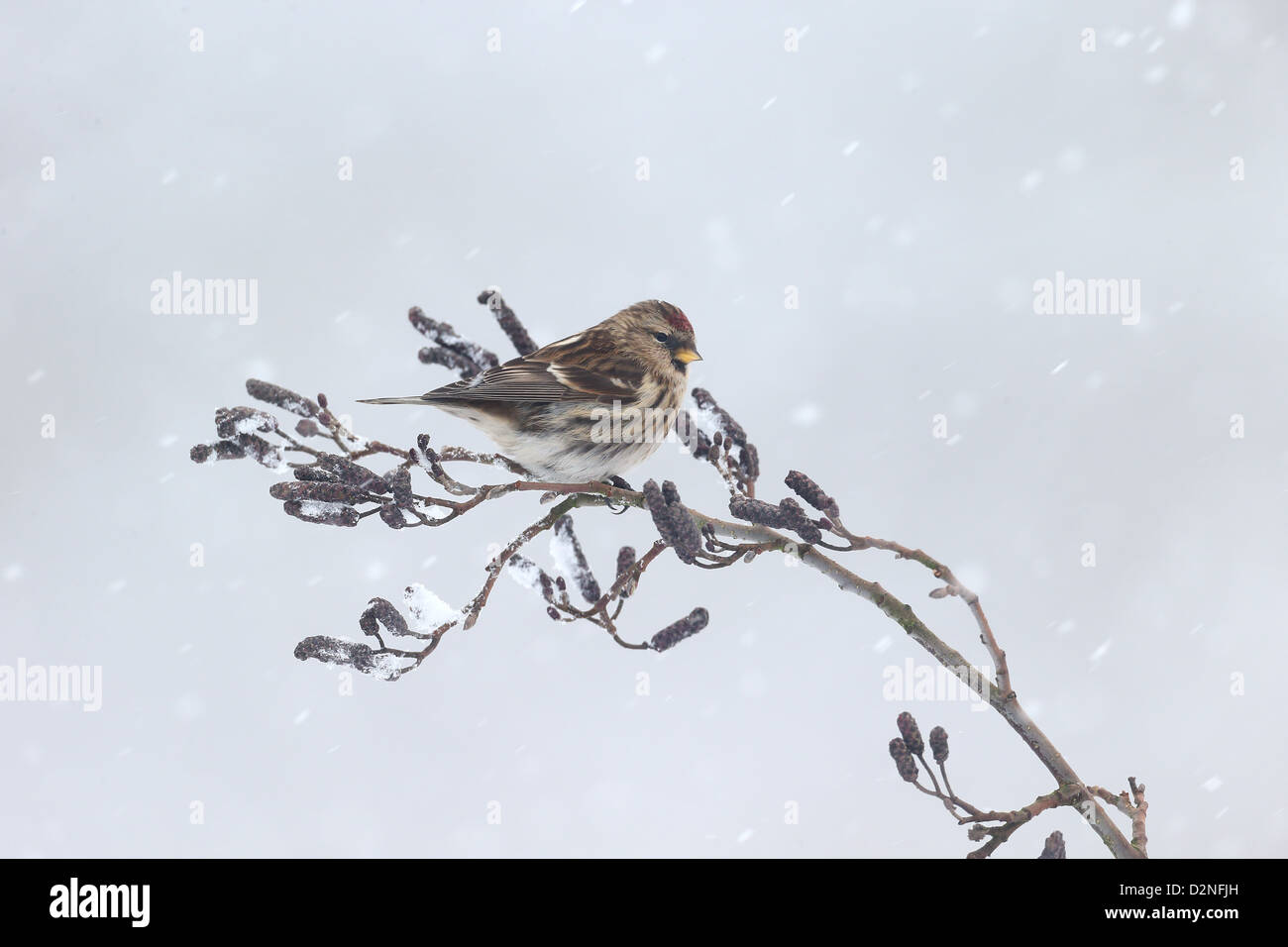 Geringerem Redpoll, Zuchtjahr Kabarett, einziger Vogel auf Erle im Schnee, Warwickshire, Januar 2013 Stockfoto