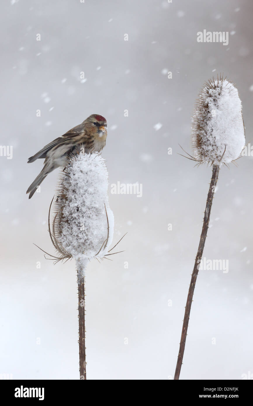 Geringerem Redpoll, Zuchtjahr Kabarett, einziger Vogel auf Karde im Schnee, Warwickshire, Januar 2013 Stockfoto