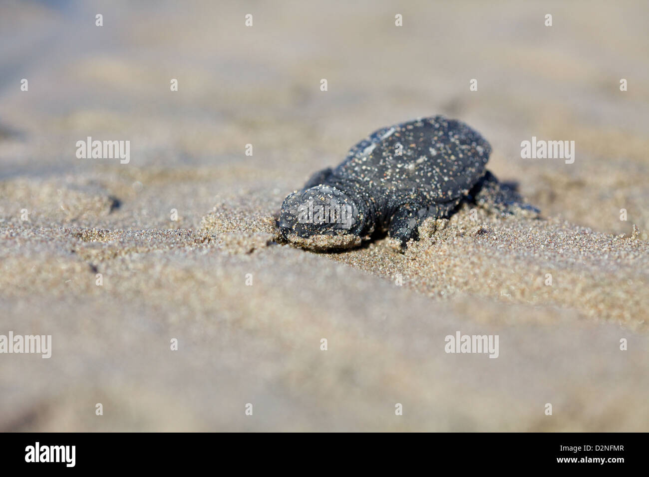 Baby-Schildkröten sind geschlüpft und geschickt in den Pazifik außerhalb von Mazatlan, Mexiko Stockfoto