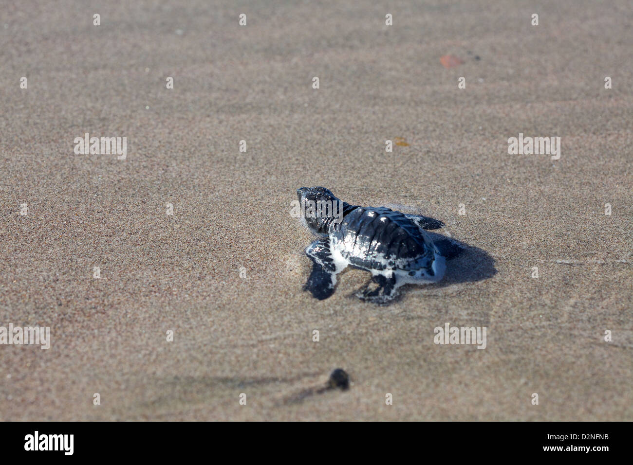 Baby-Schildkröten sind geschlüpft und geschickt in den Pazifik außerhalb von Mazatlan, Mexiko Stockfoto