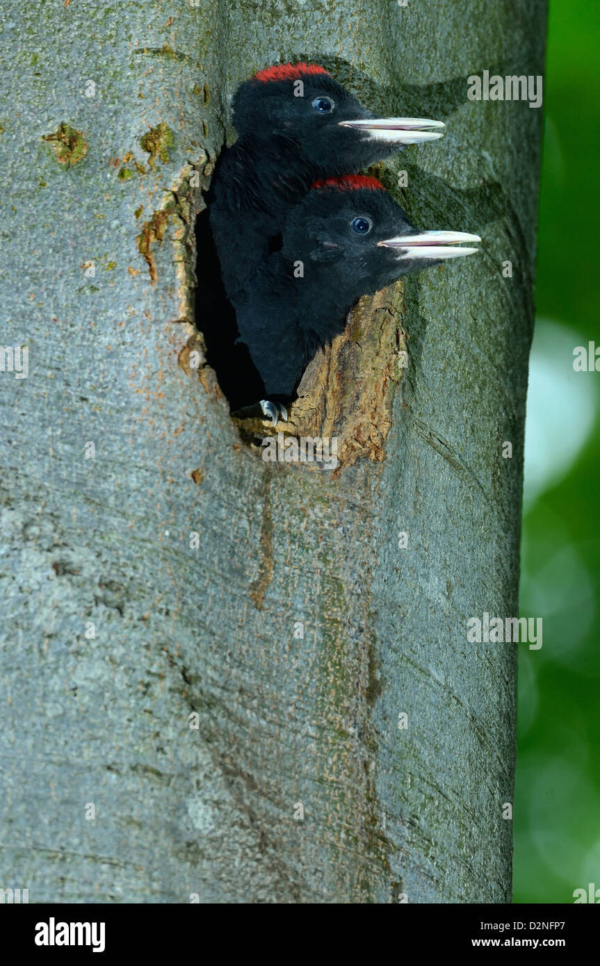 Schwarzspecht, Jungvoegel - Schwarzspecht, junge • Baden-Württemberg, Deutschland Stockfoto