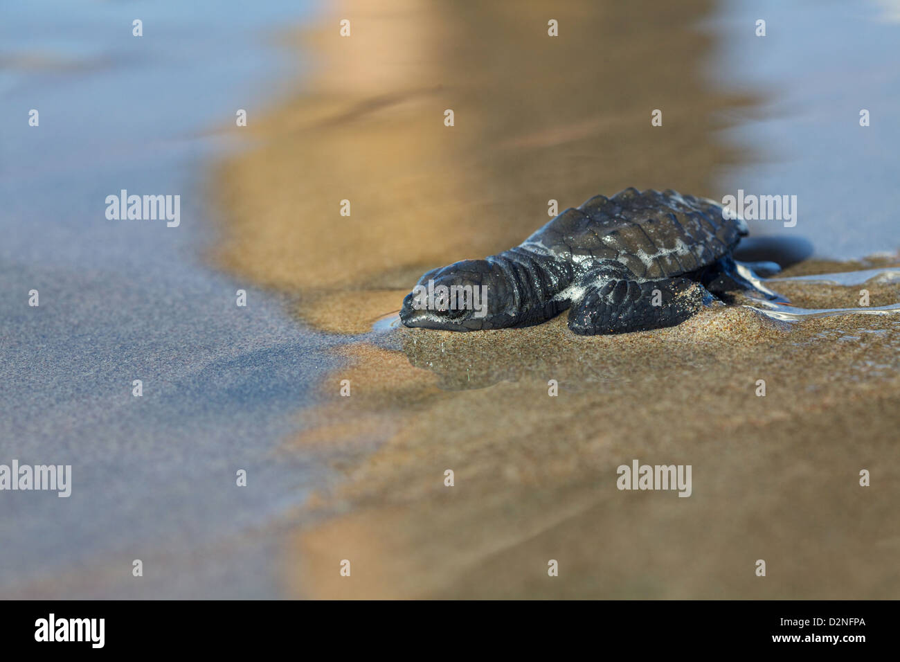 Baby-Meeresschildkröte, die an einem Strand in Mazatlan, Mexiko, freigelassen wurde. Stockfoto