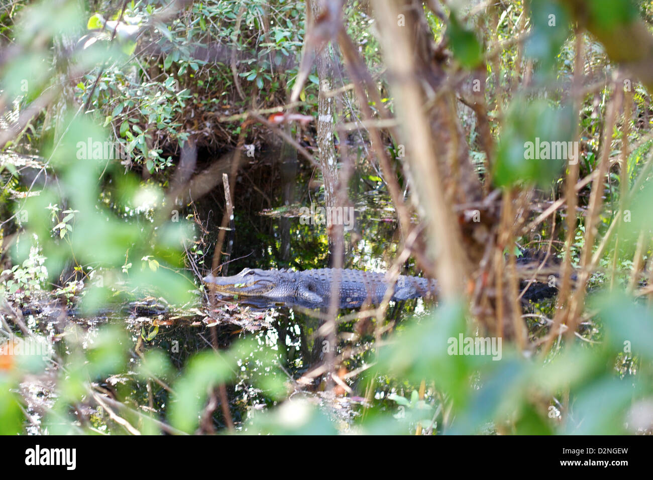 Ein amerikanischer Alligator liegt teilweise versteckt in der dichten Vegetation der Everglades, Florida, perfekt getarnt in seiner sumpfigen Umgebung. Stockfoto