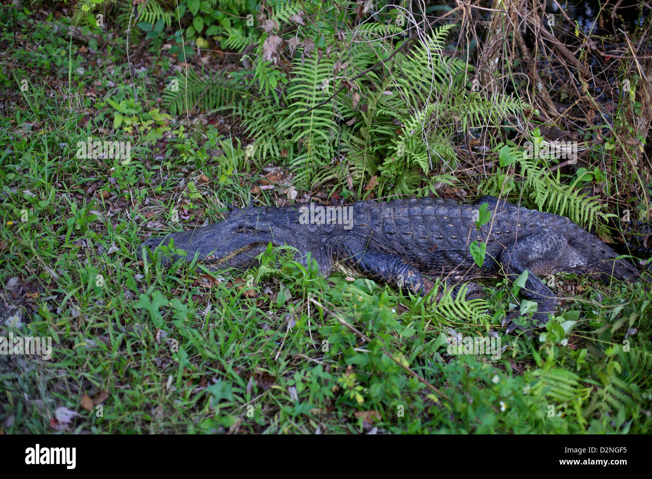 Ein amerikanischer Alligator liegt ruhig zwischen Farnen und üppigem Grün in den Everglades, Florida, und fügt sich nahtlos in seine natürliche Umgebung ein. Stockfoto