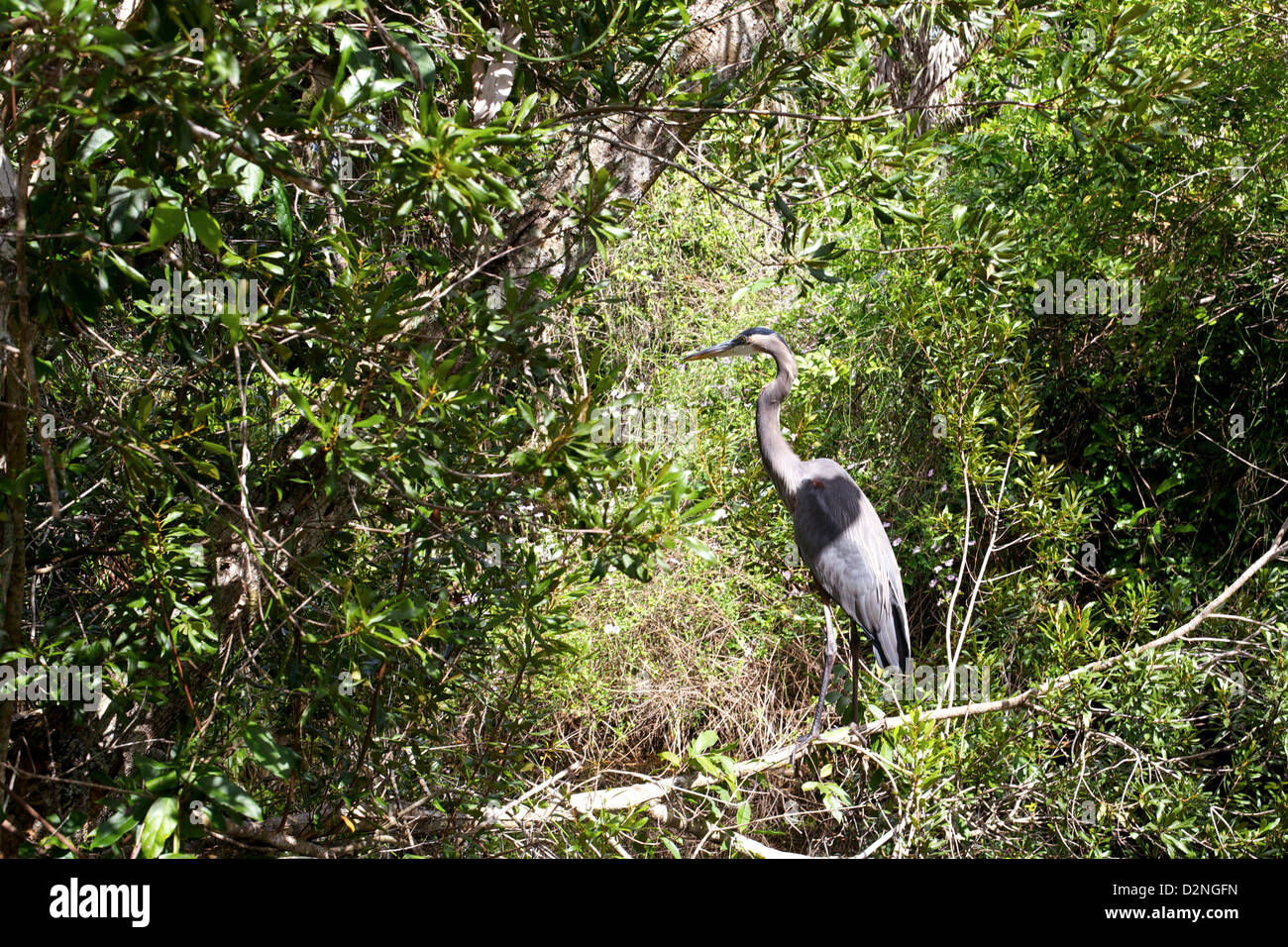 Ein großer blauer Reiher steht anmutig inmitten von dichtem Grün in den Everglades, Florida, und zeigt die reiche Vogelvielfalt des Feuchtgebiets. Stockfoto